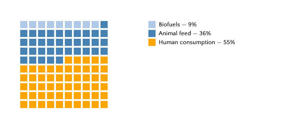Graphic composed of 100 small blocks shaded to represent percentages of crops used for biofuels, animal feed, and human consumption