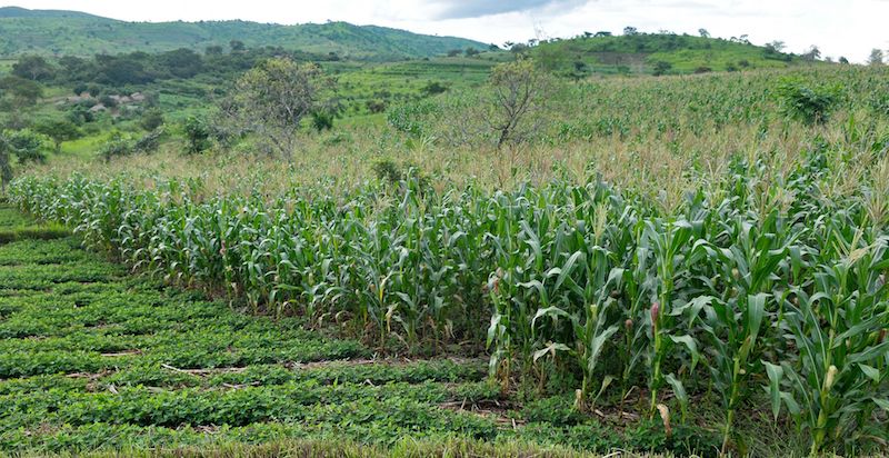Picture of a corn field farmed with low-intensity methods