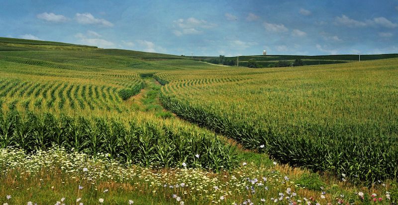 Picture of a corn field farmed with high-intensity methods