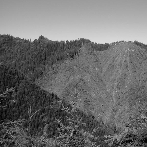 Black and white image of clearcut forest.
