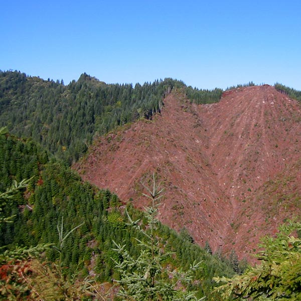 Color image of clearcut forest.