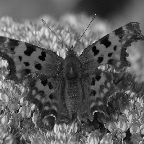 Black and white of comma butterfly (Polygonia c-album).