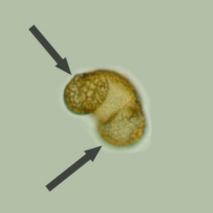 Pollen grain with two bladders (air sacs) indicated by gray arrows