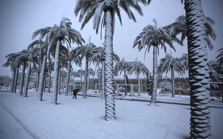 Palm trees in snow, Jerusalem