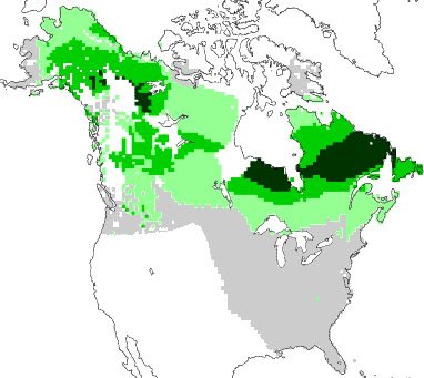 Map showing modern distribution of spruce (Picea) in North America