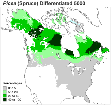 Animated map of spruce distribution between 5000 years ago and the near present