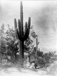 O'odham near
Saguaro