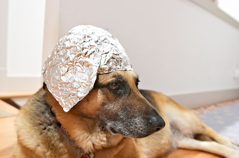 A dog wearing a tinfoil hat