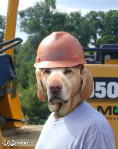 A dog wearing a hard hat